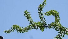 Фотография Батуриной Ольки