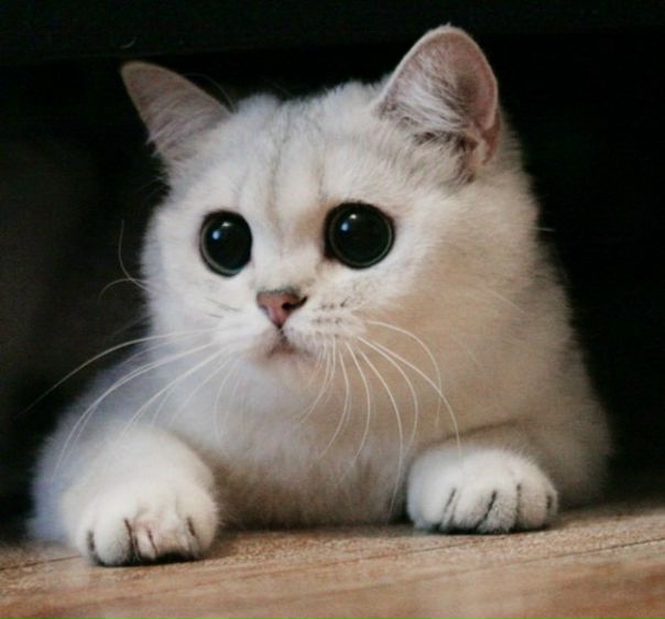 Mellow Man фото №8