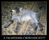 Саняwerevolf Сірко фотография #49 (источник - https://vk.com/id17585298)