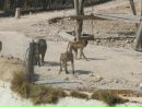 Фотография Паша Кочанов