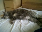 Lena Polushvedkina фотография #21 (источник - https://vk.com/id11224787)