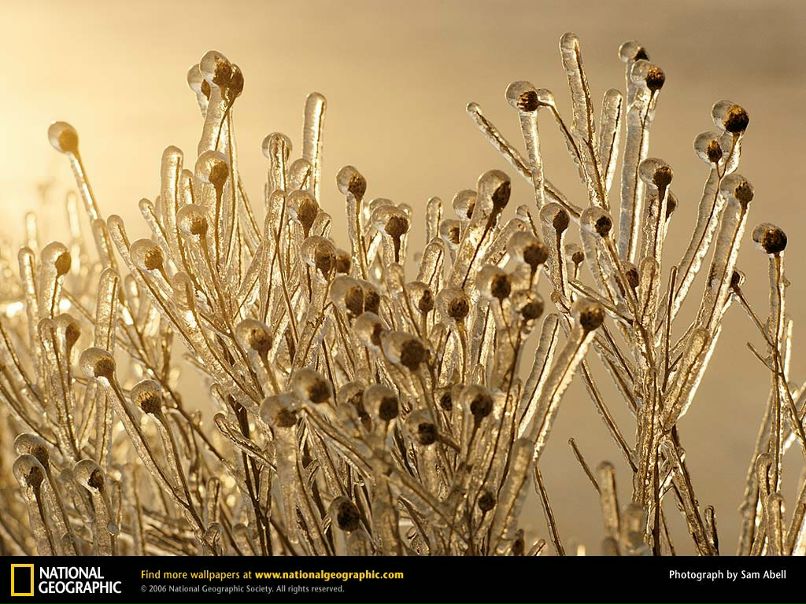 Софья Лисицына фотография #25