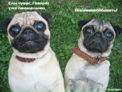 Фотография Михайлова Дениса