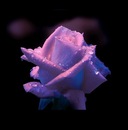 Фотография Хоревой Ангелины