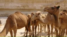 Олег Евсюков фотография #46 (источник - https://vk.com/id14283329)