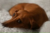 Фотография Суходолов Александр