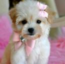 Ельвіра Ковач фотография #23 (источник - https://vk.com/id165455296)