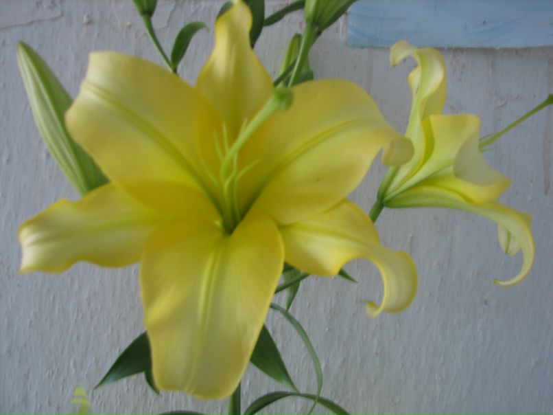 Надежда Люта фотография #7