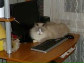 Фотография Коровичева Вячеслава