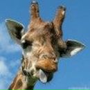 Фотография Коврижко Игоря