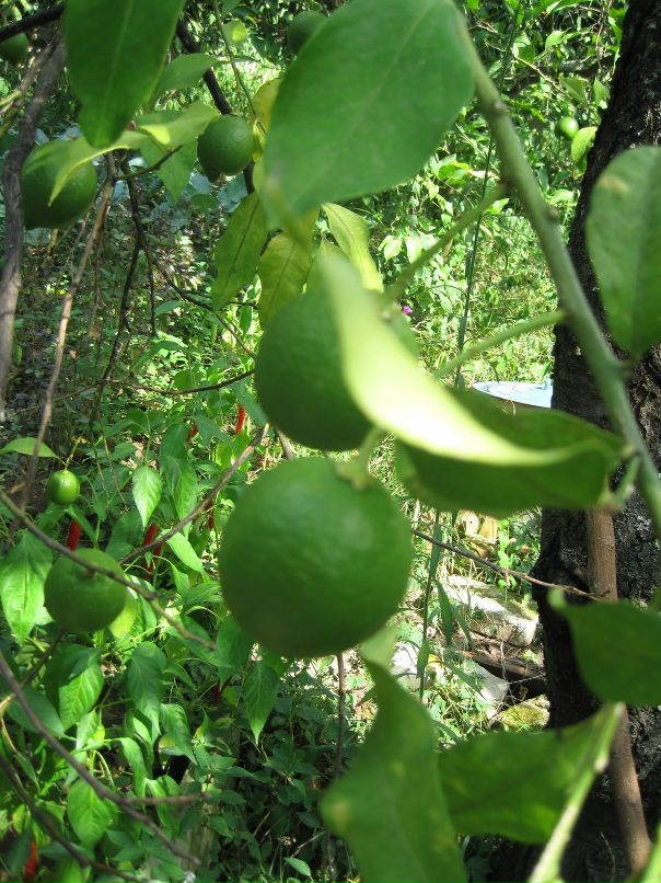 Александр Торбенко фотография #46