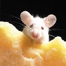 Фотография Соболевской Натальи