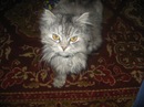 Толік Баженов фотография #17 (источник - https://vk.com/id132347709)