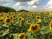 Фотография Шакировой Лейсан