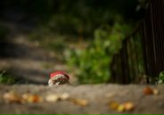 Фотография Хачатурян Яны