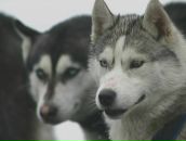 Фотография Дмитриевой Елены