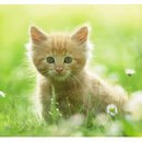 Діанка Новосад фотография #10 (источник - https://vk.com/id164875649)