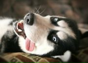 Фотография Шпенева Александра