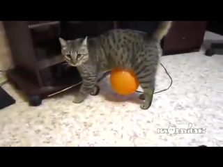 Кот и статическое электричество