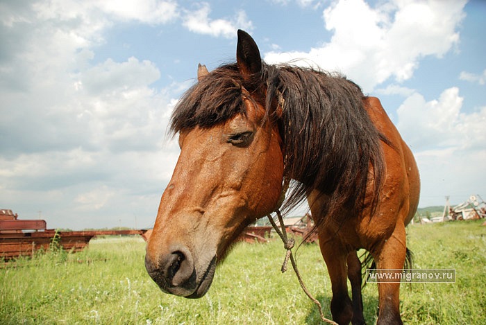 Александр Шалдуга фотография #8