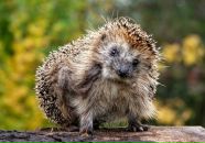 Фотография Михайленко Екатерины