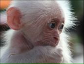 Фотография Свирина Владимира