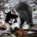 Фотография Яны Кокориной Швейнаи Мастерскаи