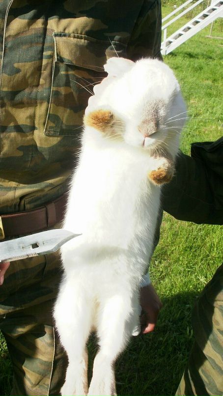 Дмитрий Быков фотография #15