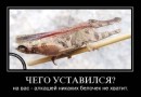 Назар Долинський фотография #14 (источник - https://vk.com/id65599477)