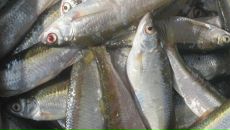 Міша Чучук фотография #3 (источник - https://vk.com/id150332219)