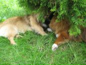 Софія Козловська фотография #36 (источник - https://vk.com/id31239202)