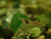 Dathim Origin фотография #12 (источник - https://vk.com/id2932718)