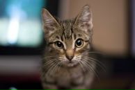 Фотография Григоренко Ирины