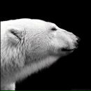 Фотография Алифанова Александра