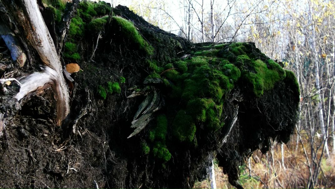 Александр Бабенко фото №37