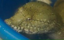 Фотография Кочева Константина