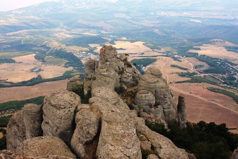 Phasma Morulus фотография #29