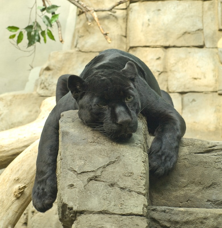 Мария Чернова фотография #38