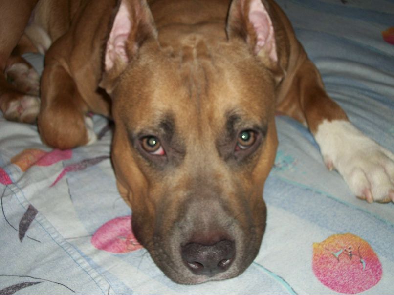 Дмитрий Григорьев фотография #3