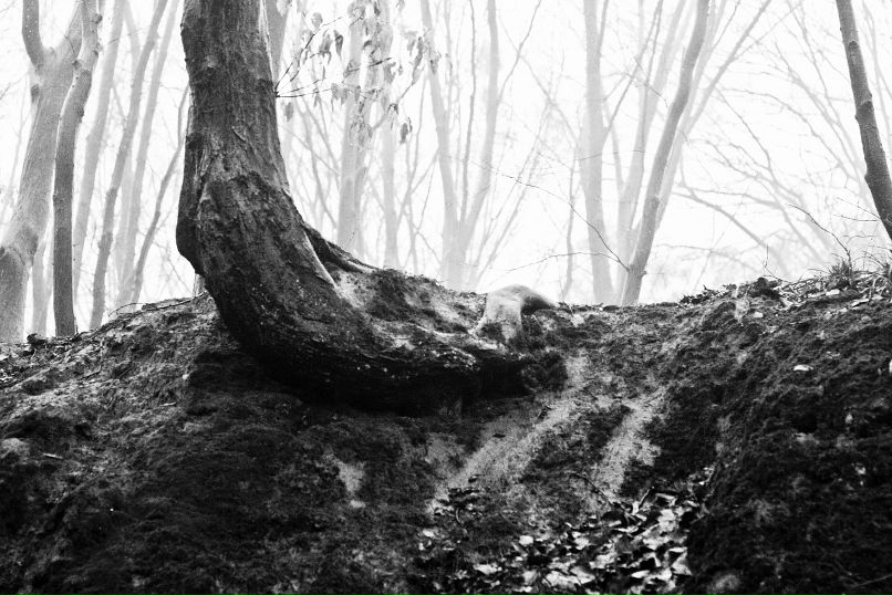 Andromeda Messier фотография #11