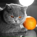 Фотография Паршковой Алёны