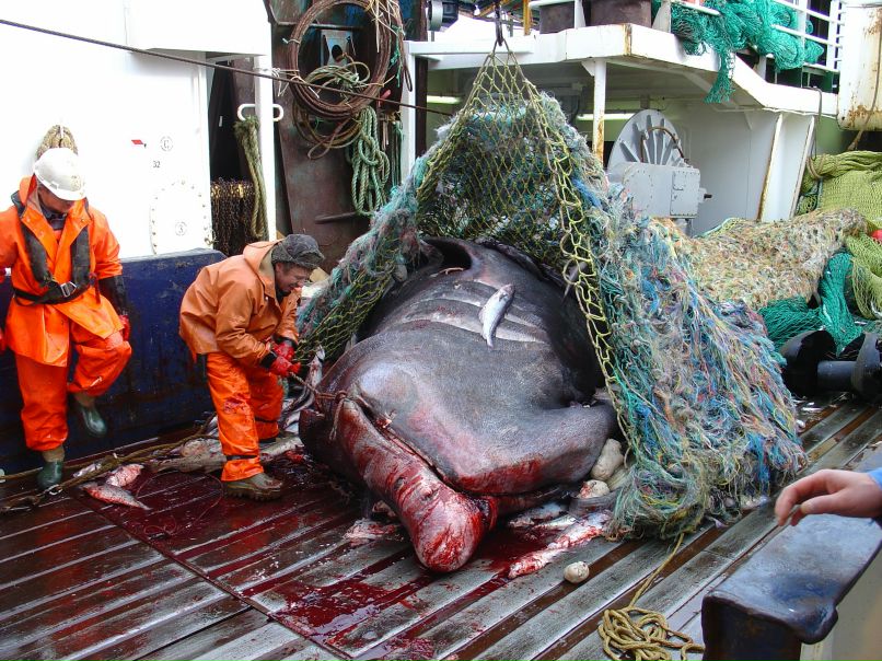 Дмитрий Онискевич фотография #38