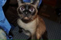 Фотография Менг Виктории