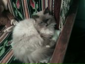 Лілія Горденко-Кутень фотография #19 (источник - https://vk.com/id61926689)