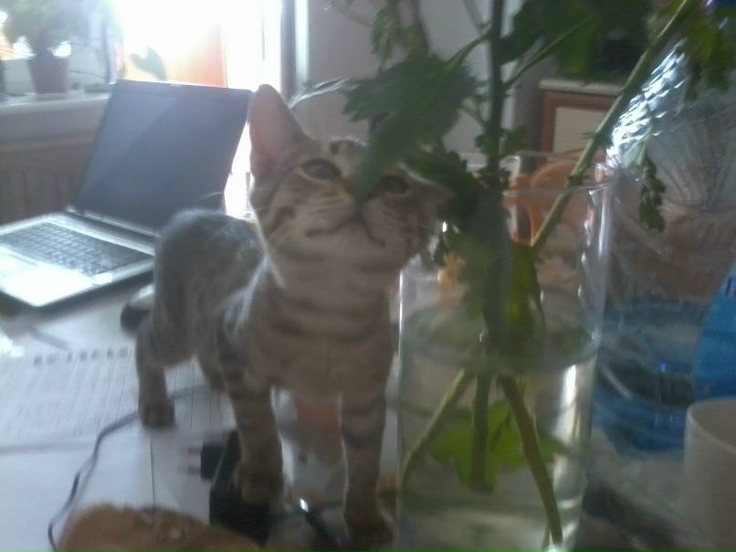 Макс Максов фотография #21