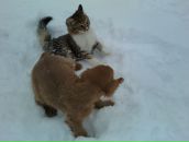 Петро Іванченко фотография #26 (источник - https://vk.com/id6889977)